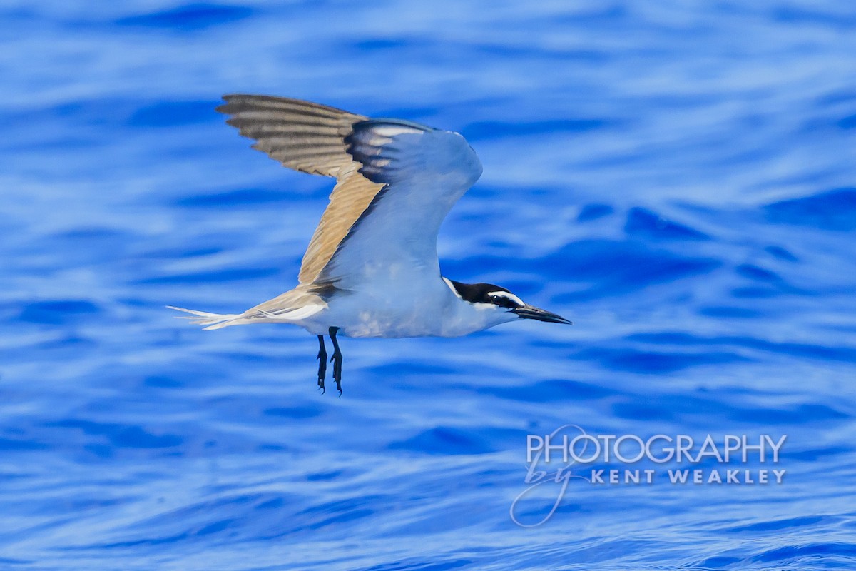 Bridled Tern - Kent Weakley