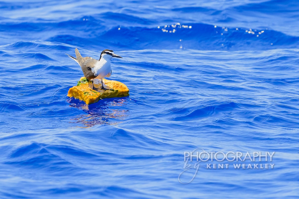 Bridled Tern - Kent Weakley