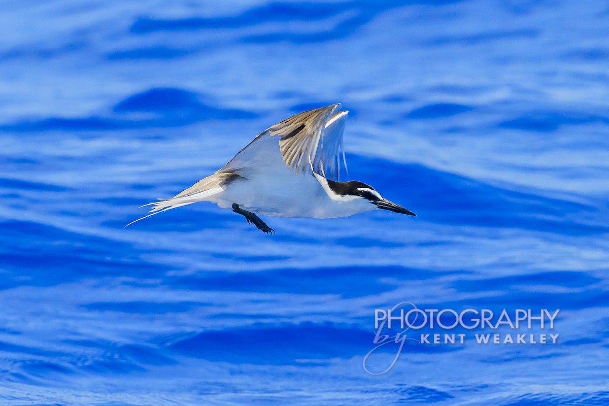 Bridled Tern - Kent Weakley