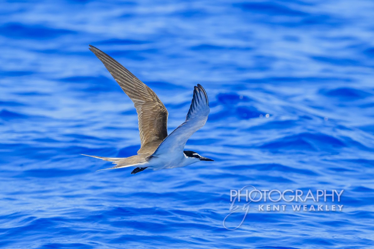 Bridled Tern - Kent Weakley