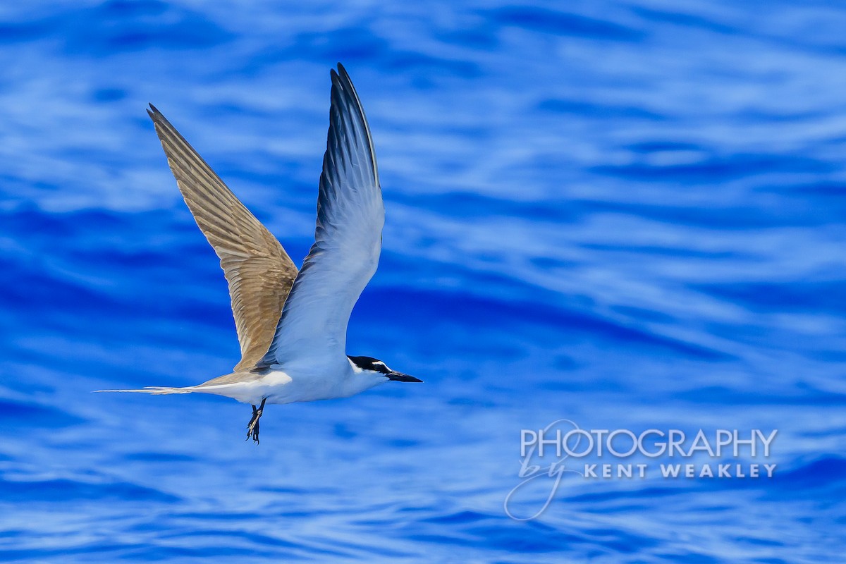 Bridled Tern - Kent Weakley