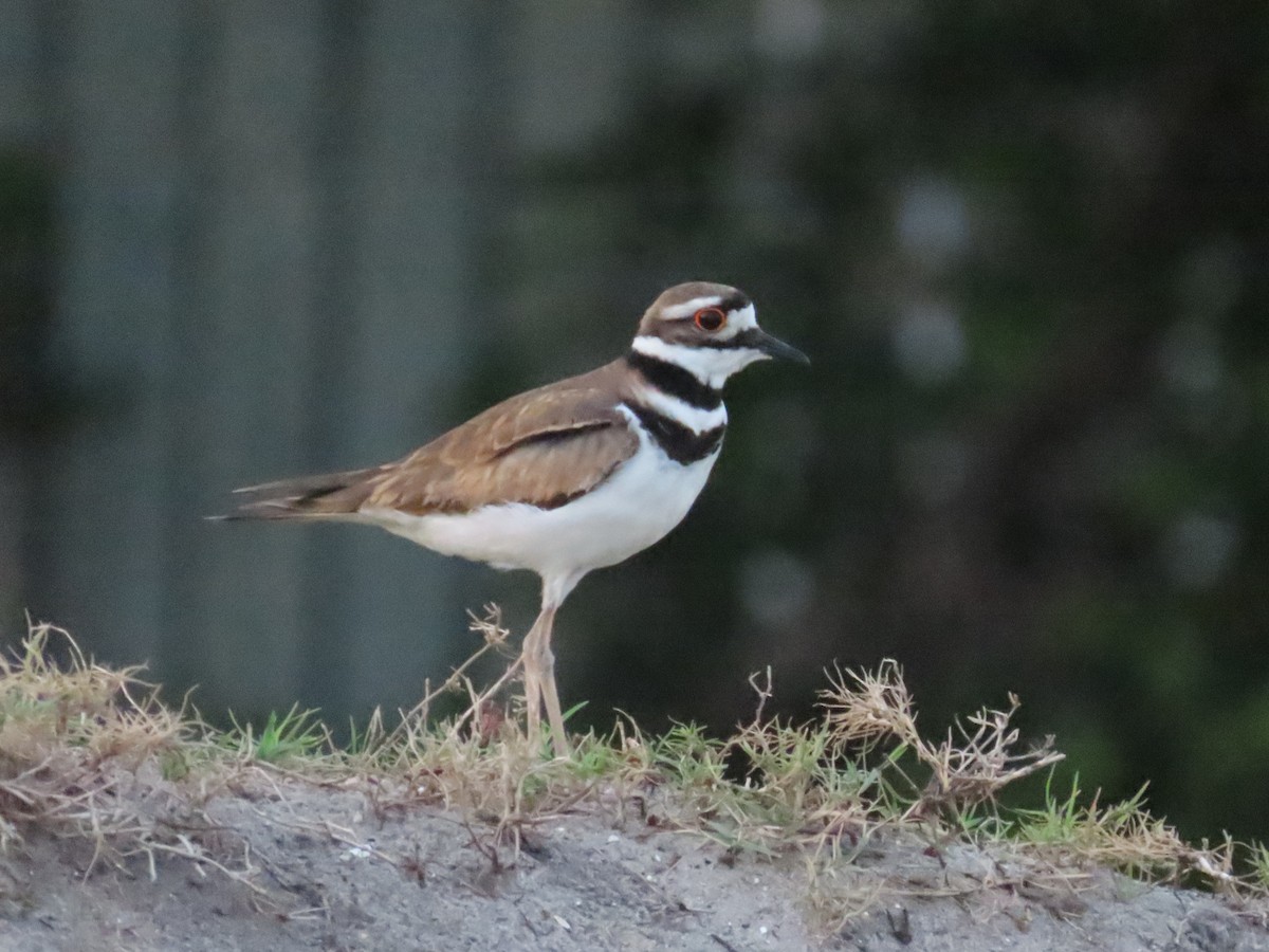 Killdeer - Laurie Witkin