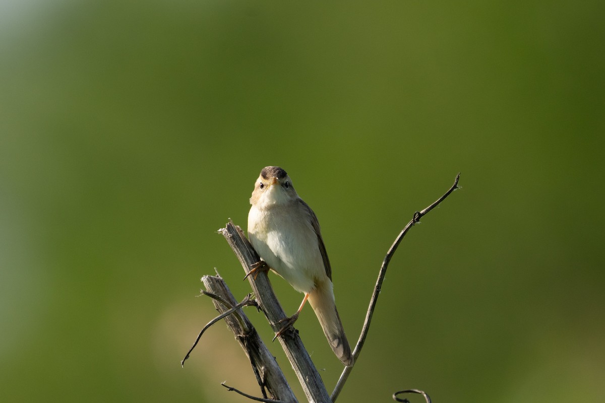 Black-browed Reed Warbler - MASATO TAKAHASHI