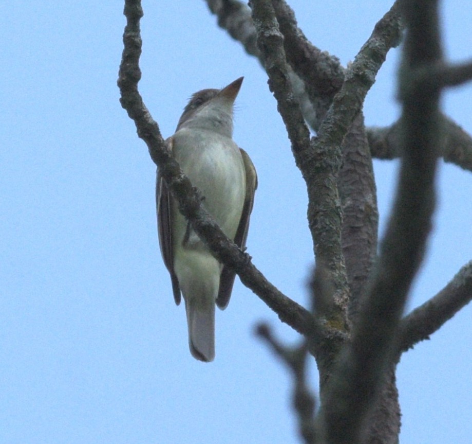 Willow Flycatcher - Paul Shanahan