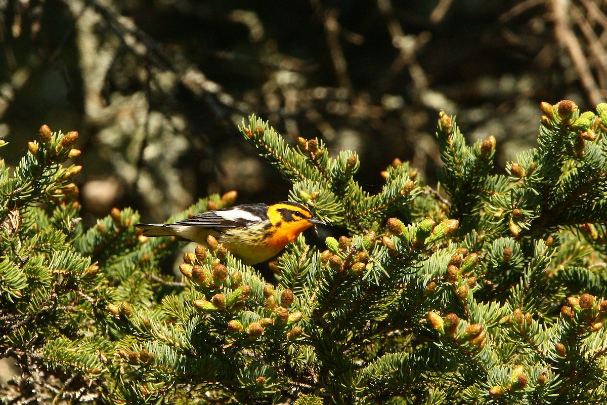 Blackburnian Warbler - Richard Dupuis