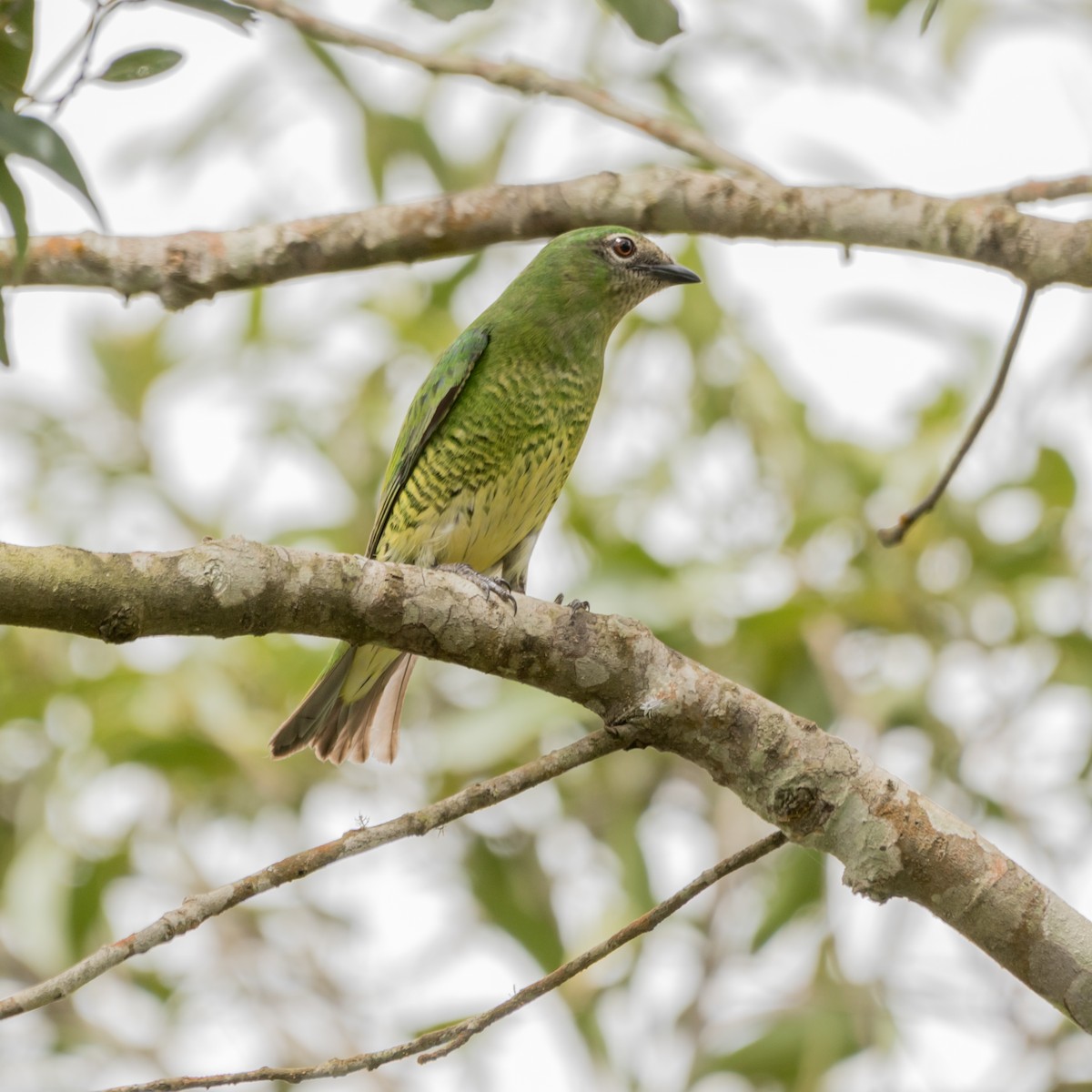 Swallow Tanager - Luiz Anjos