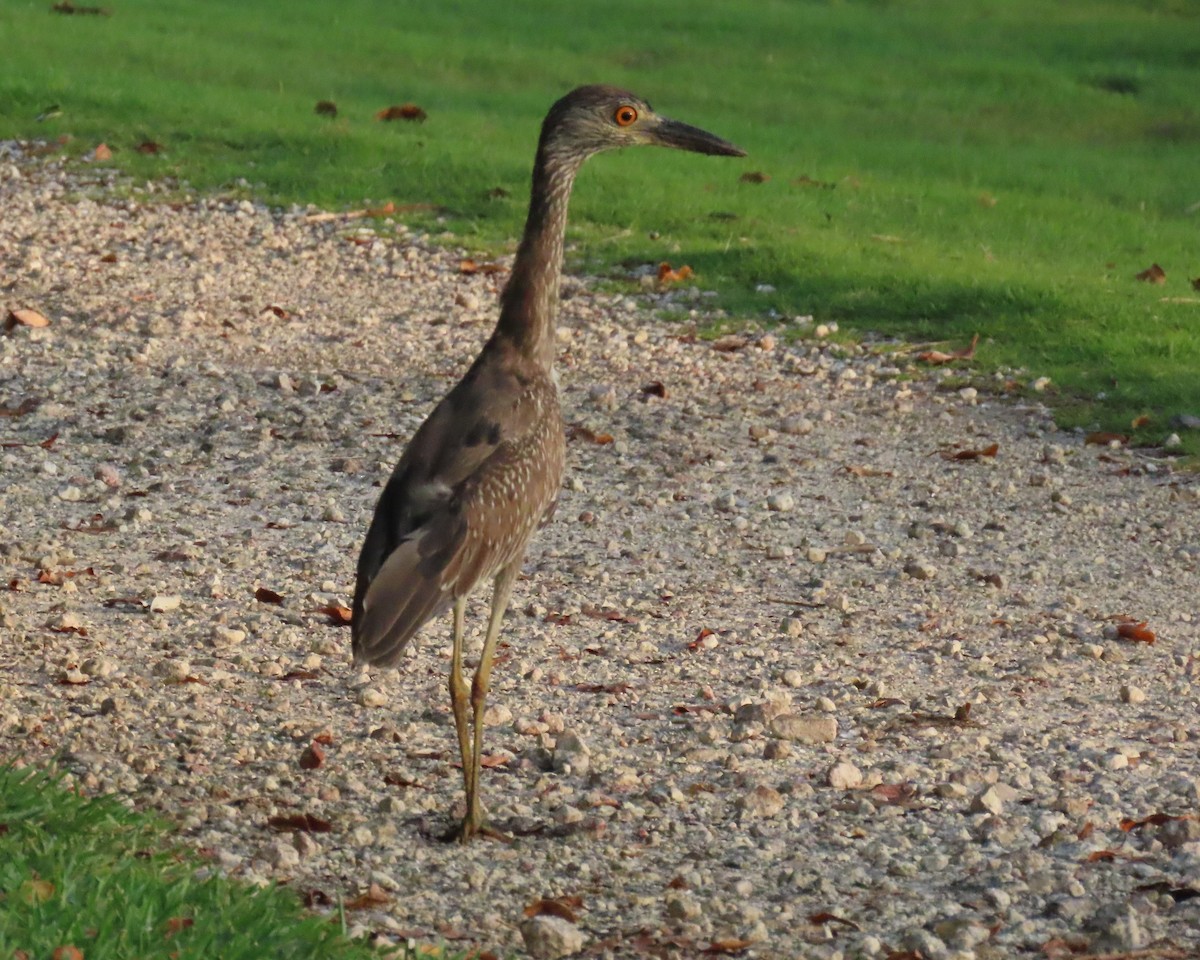 Yellow-crowned Night Heron - Laurie Witkin