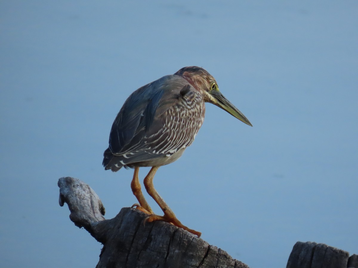 Green Heron - Laurie Witkin