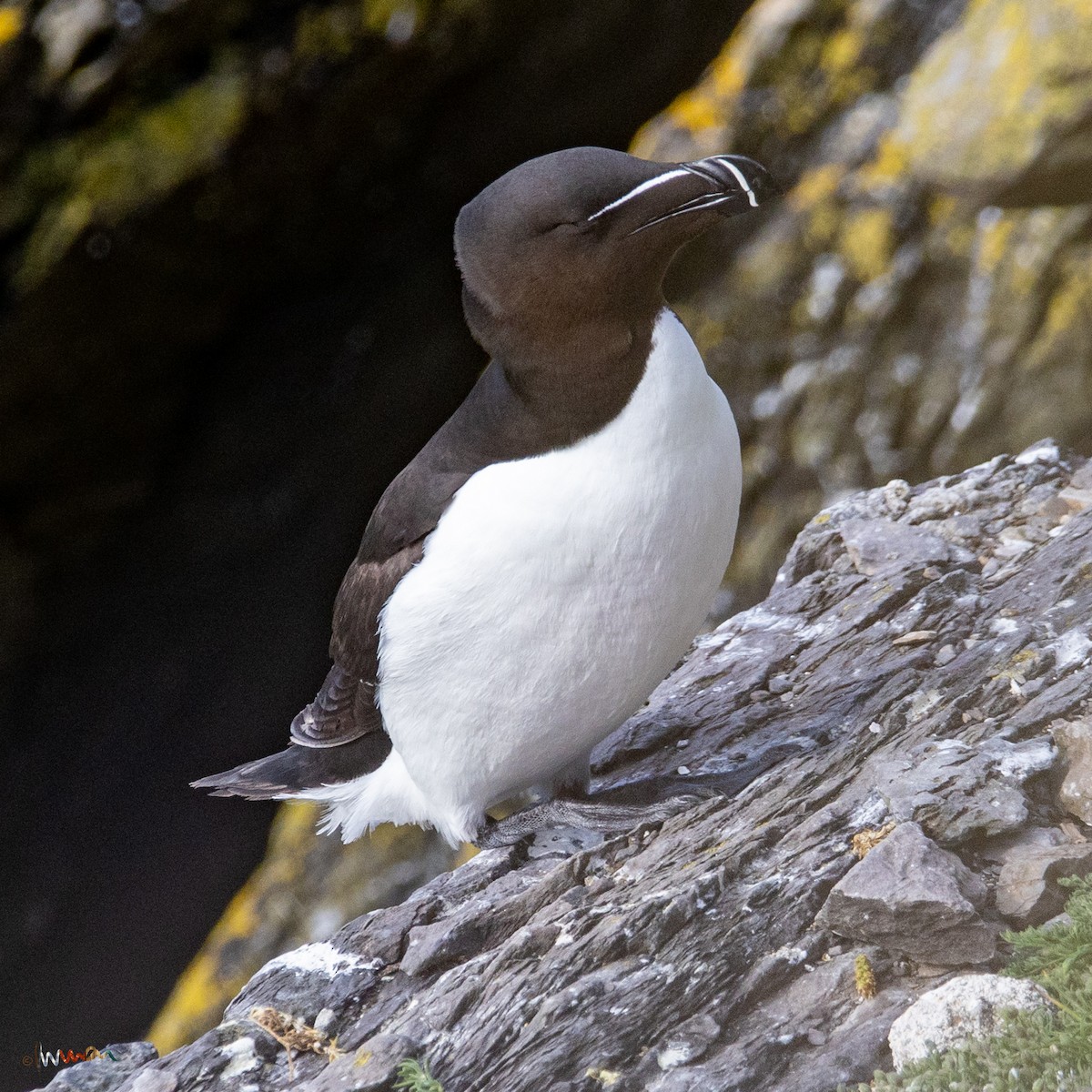 Razorbill - Simon Robinson