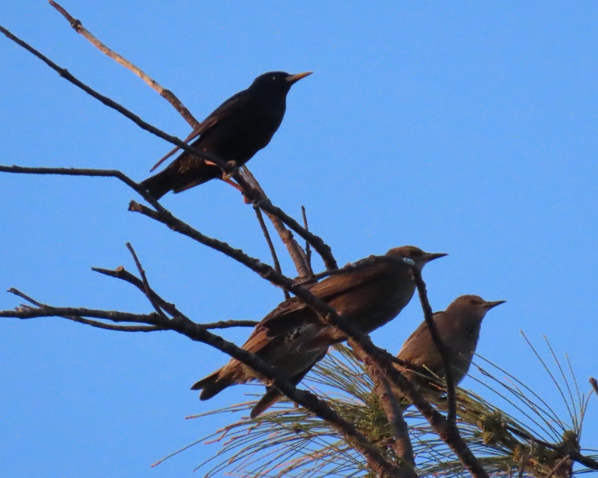 European Starling - Laurie Witkin