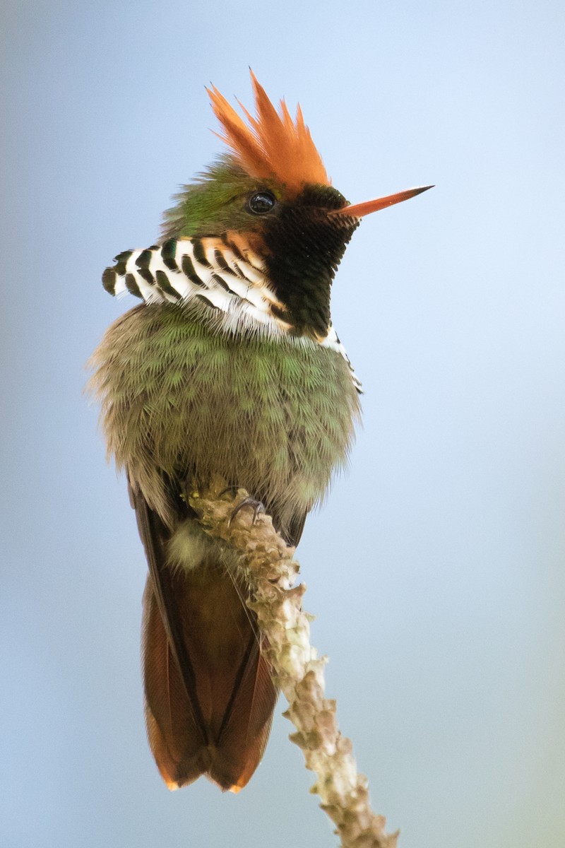 Frilled Coquette - Luiz Anjos