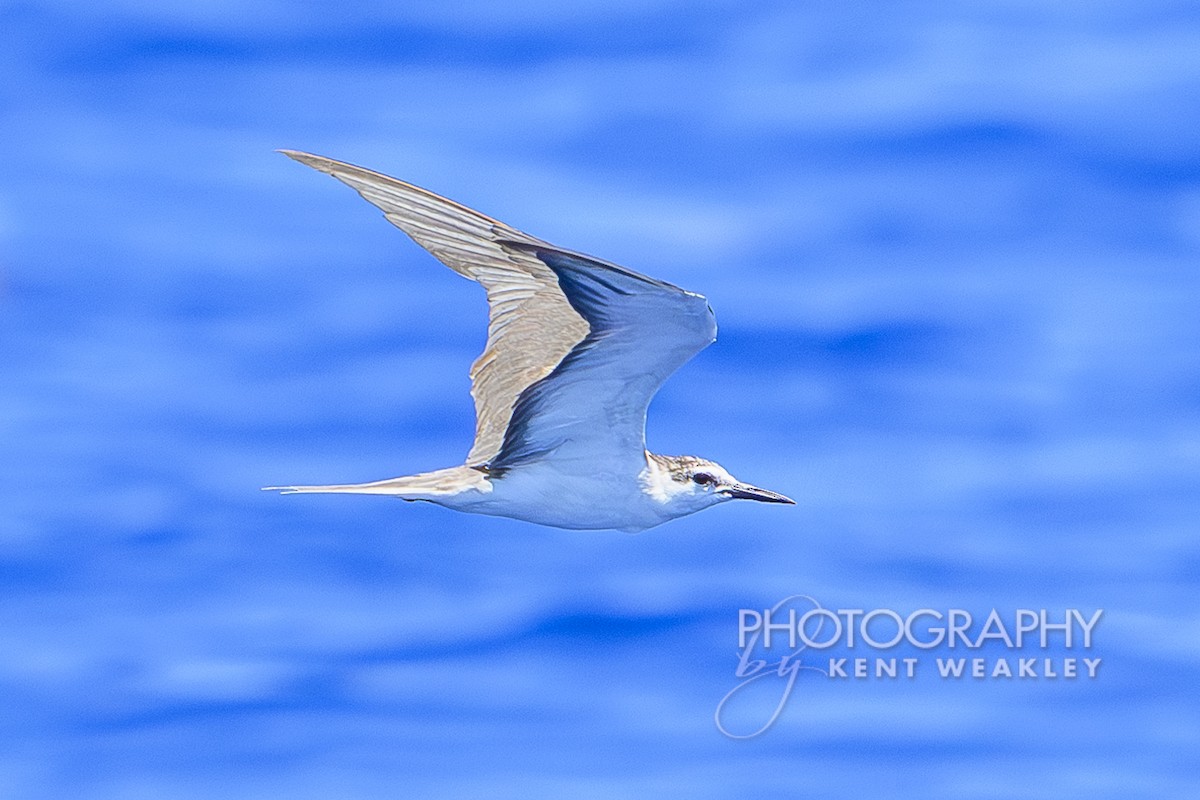 Bridled Tern - Kent Weakley