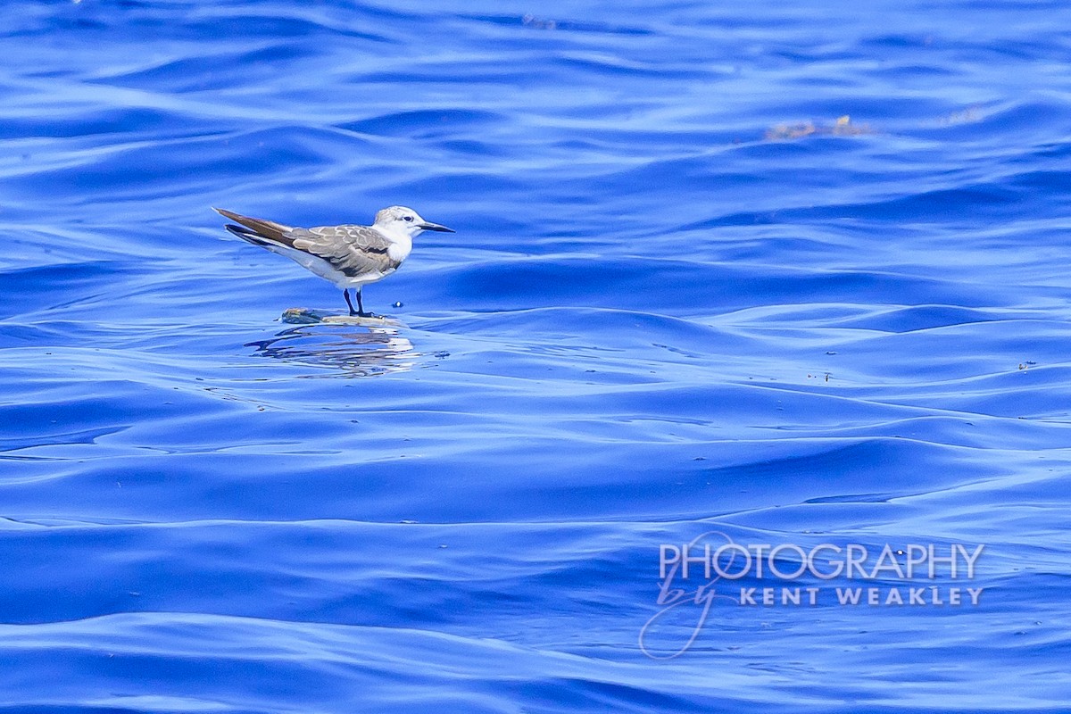 Bridled Tern - Kent Weakley