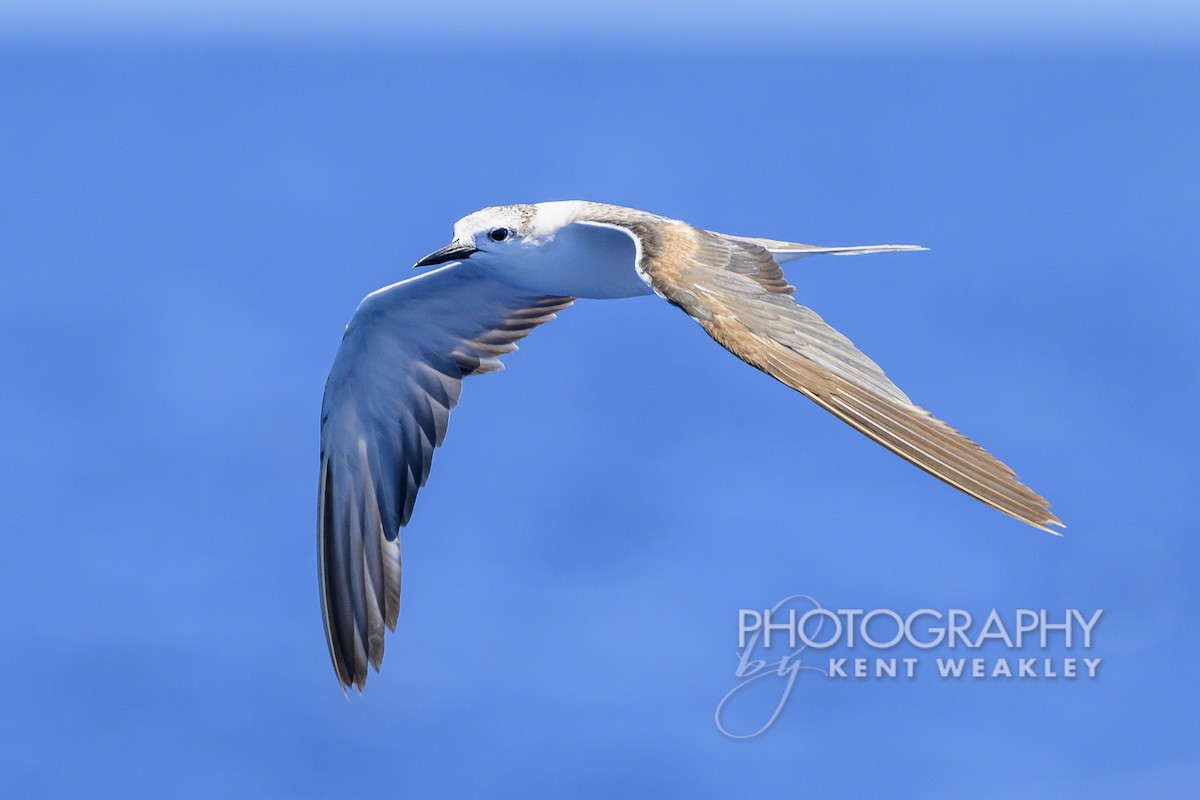 Bridled Tern - Kent Weakley