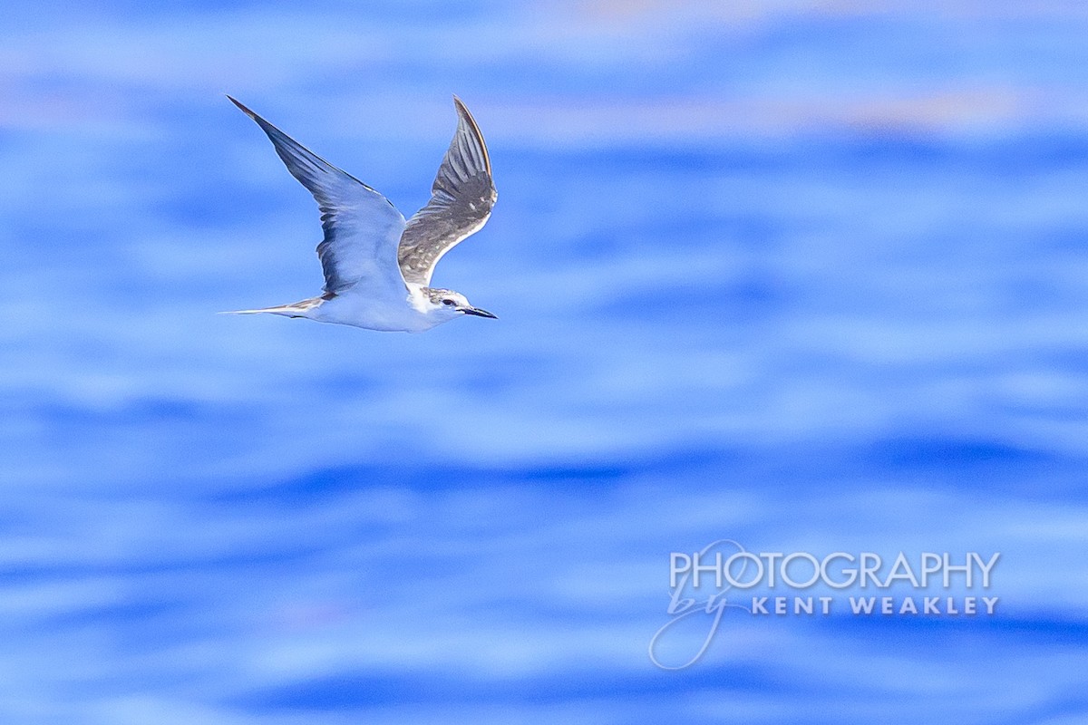 Bridled Tern - Kent Weakley