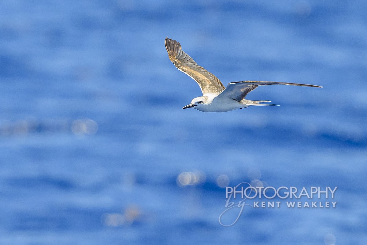 Bridled Tern - Kent Weakley