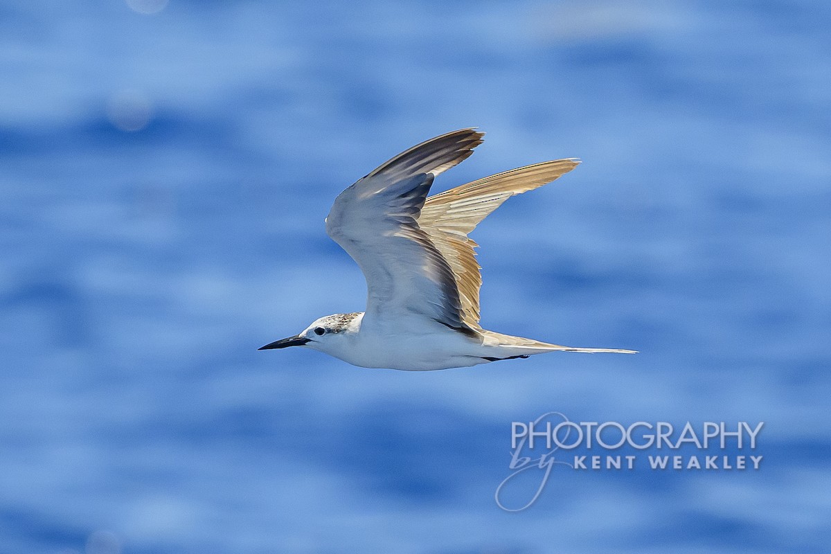 Bridled Tern - Kent Weakley