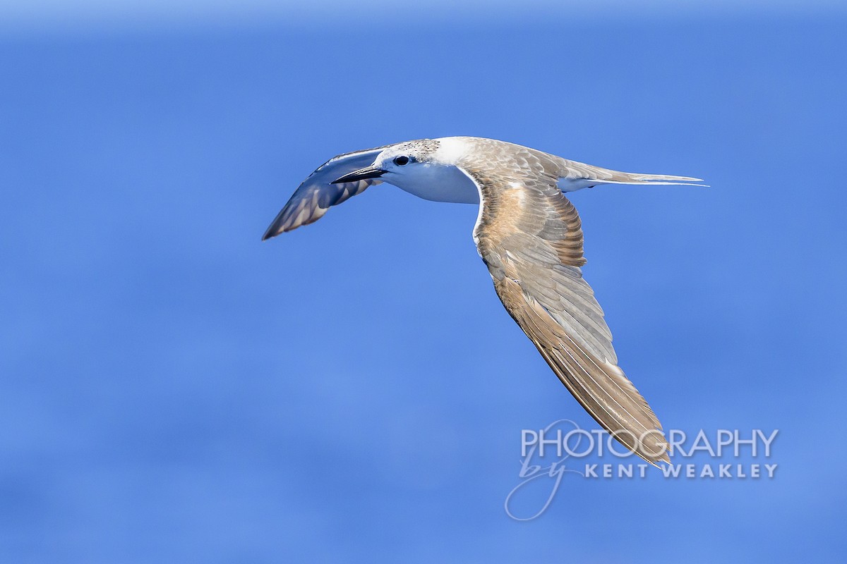 Bridled Tern - Kent Weakley