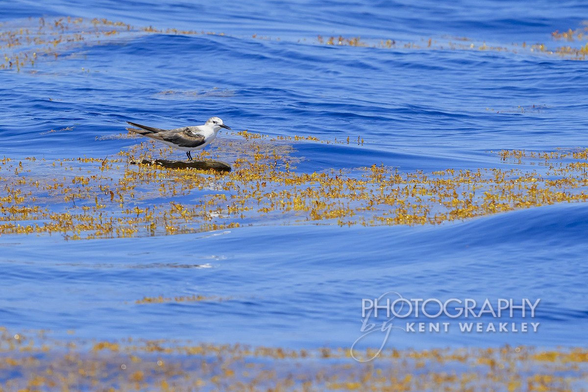 Bridled Tern - Kent Weakley