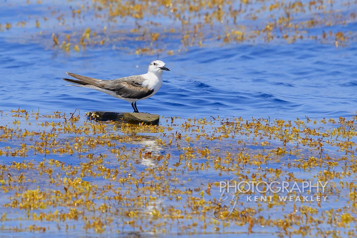 Bridled Tern - Kent Weakley