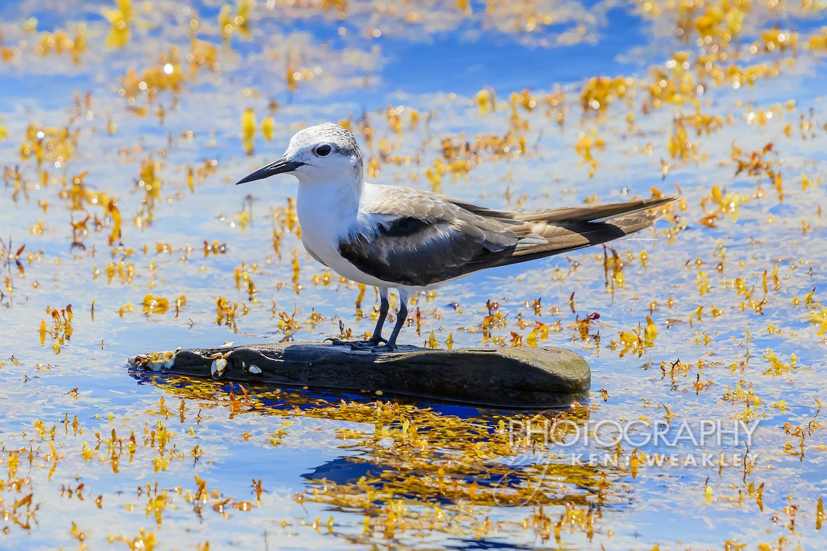 Bridled Tern - Kent Weakley