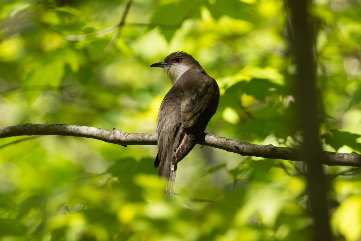 Black-billed Cuckoo - Kees de Mooy