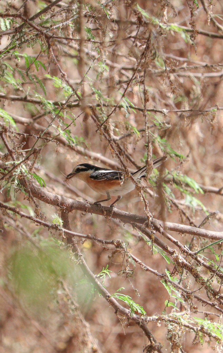 Masked Shrike - Ismael Khalifa