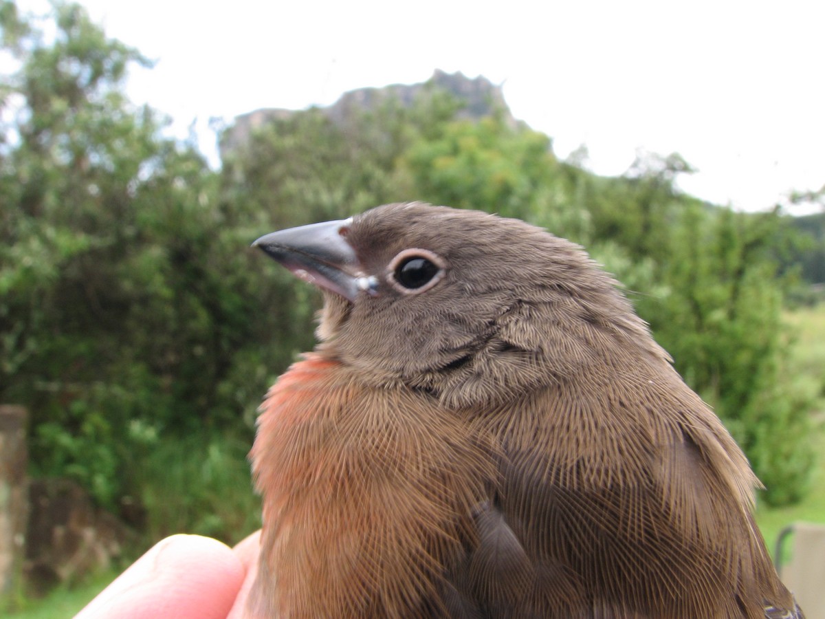 African Firefinch - ML619666294