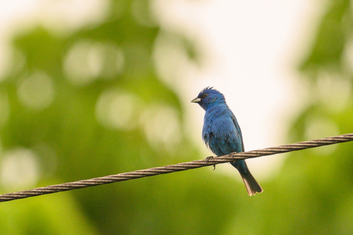 Indigo Bunting - ML619666297