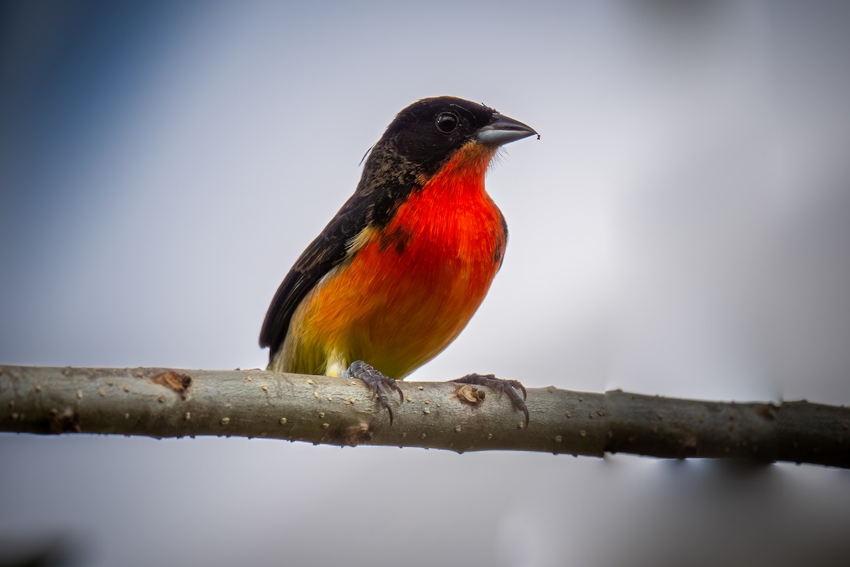 Crimson-breasted Finch - ML619666304