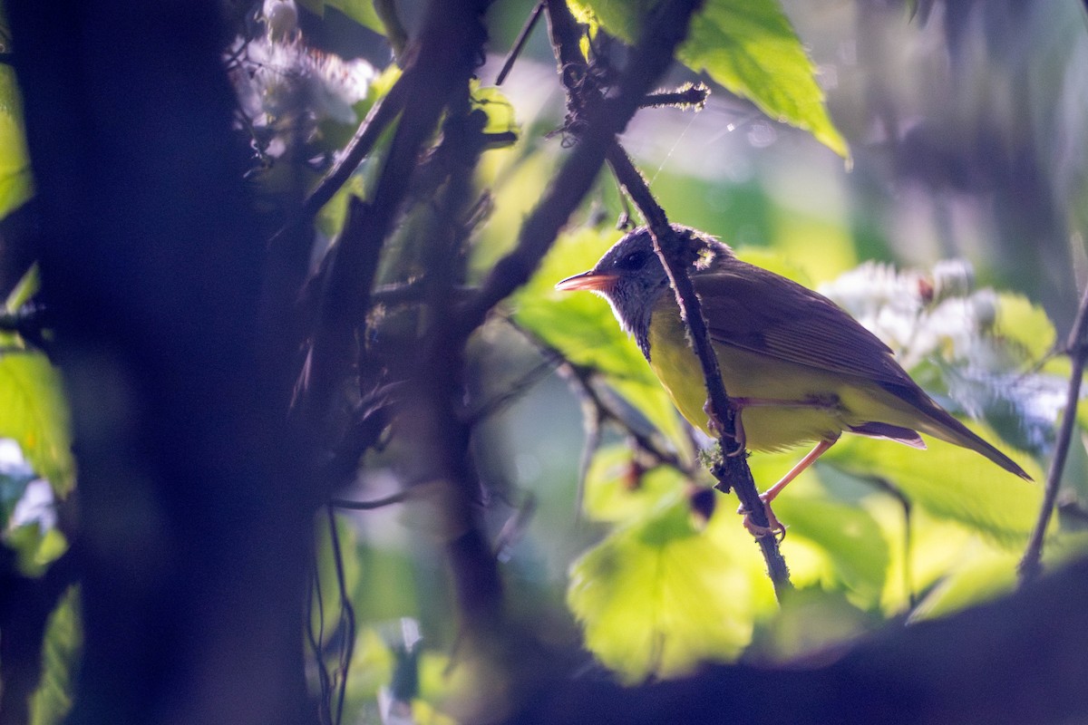 Mourning Warbler - ML619666309