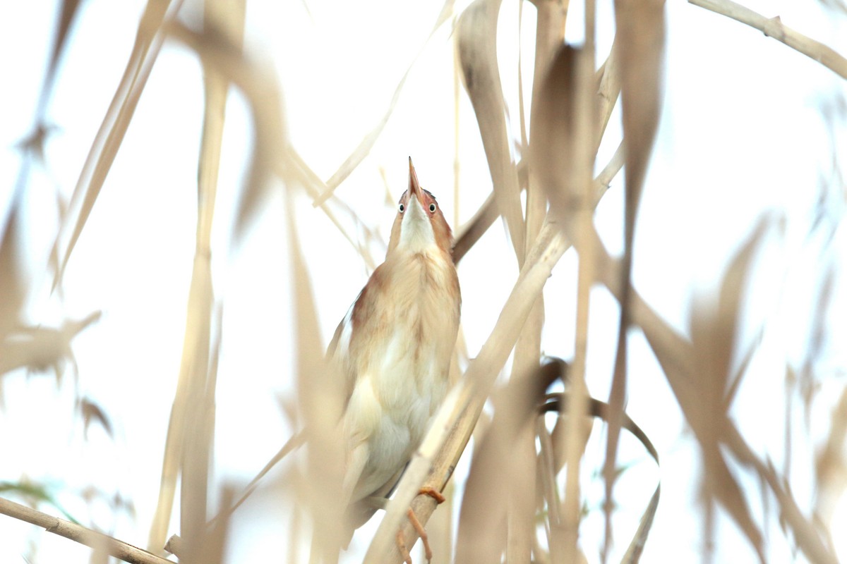 Least Bittern - Jesse Pline