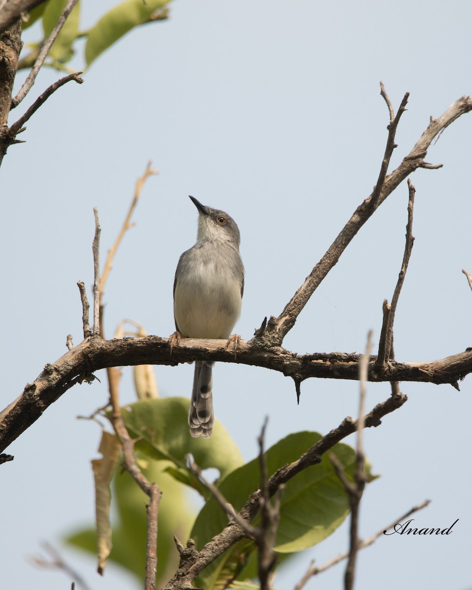 Gray-breasted Prinia - Anand Singh