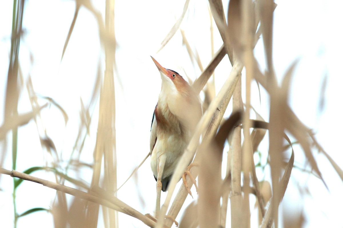 Least Bittern - ML619666313