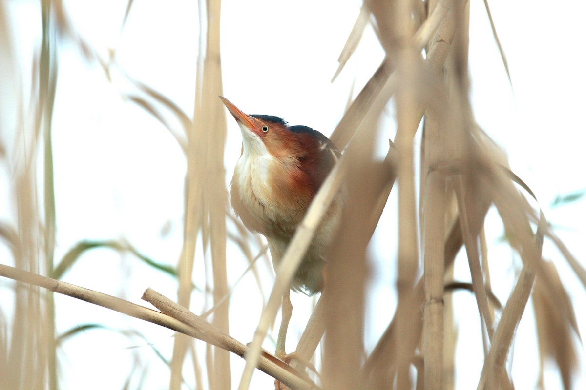 Least Bittern - Jesse Pline