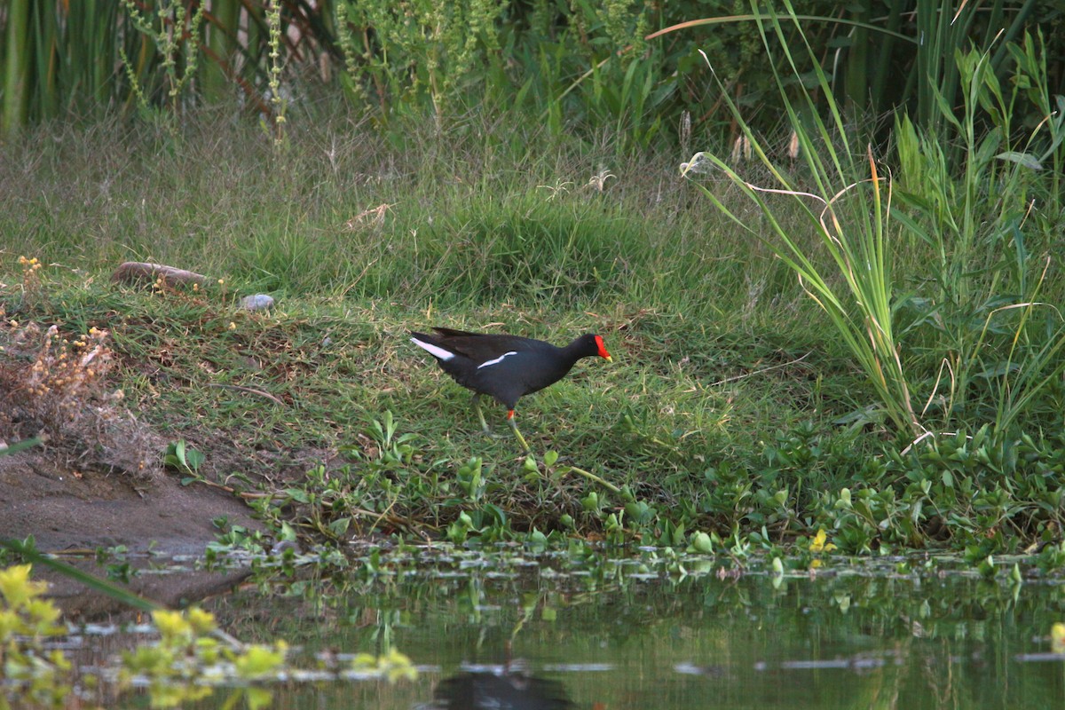 Common Gallinule - Jesse Pline