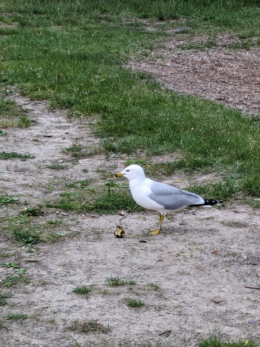 Ring-billed Gull - Raymond Belhumeur