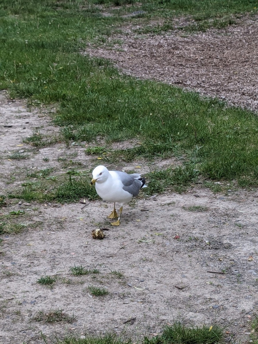 Ring-billed Gull - Raymond Belhumeur