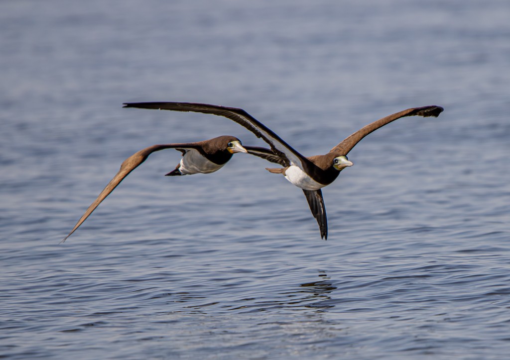 Brown Booby - ML619666332