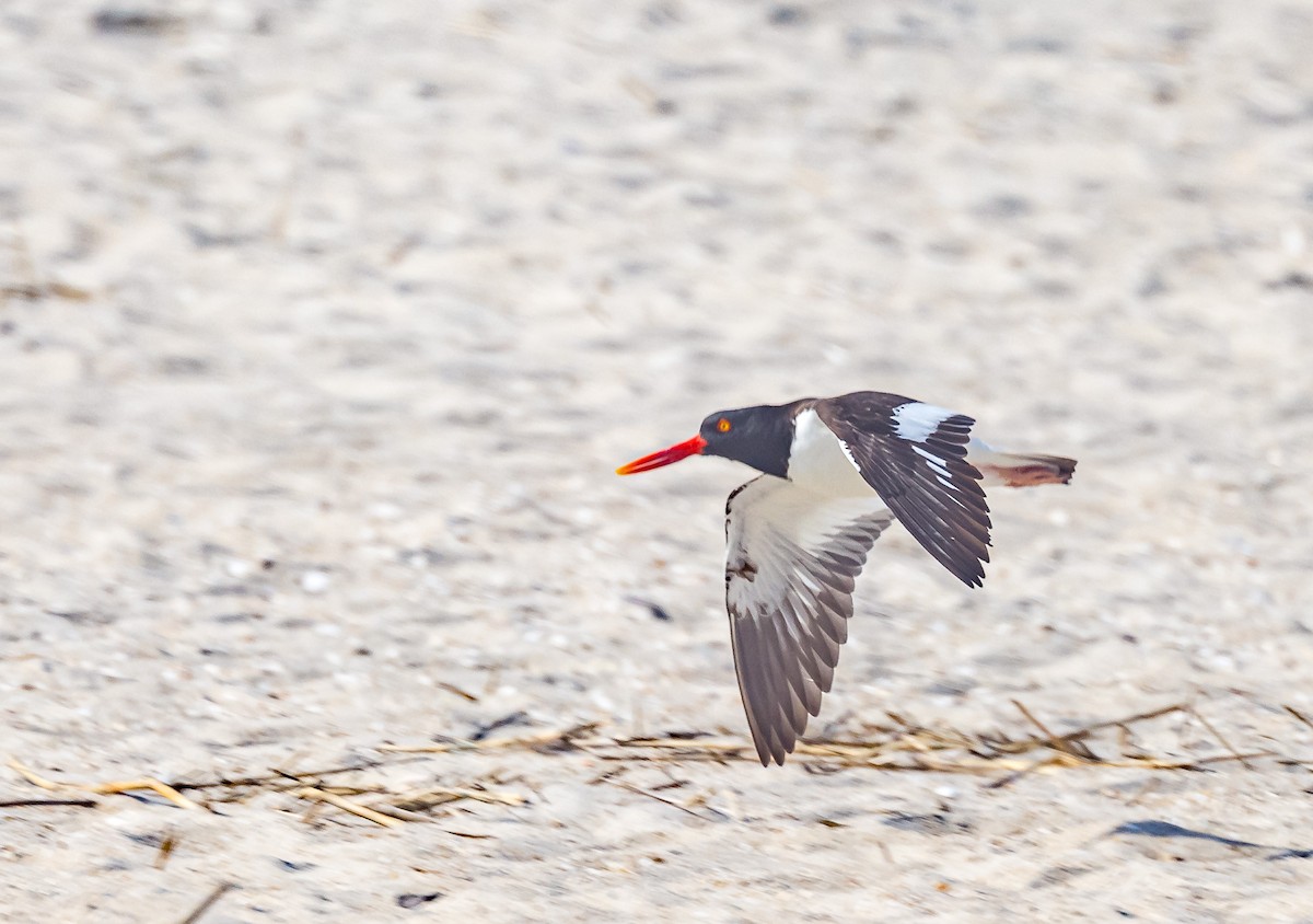 American Oystercatcher - Mike Murphy