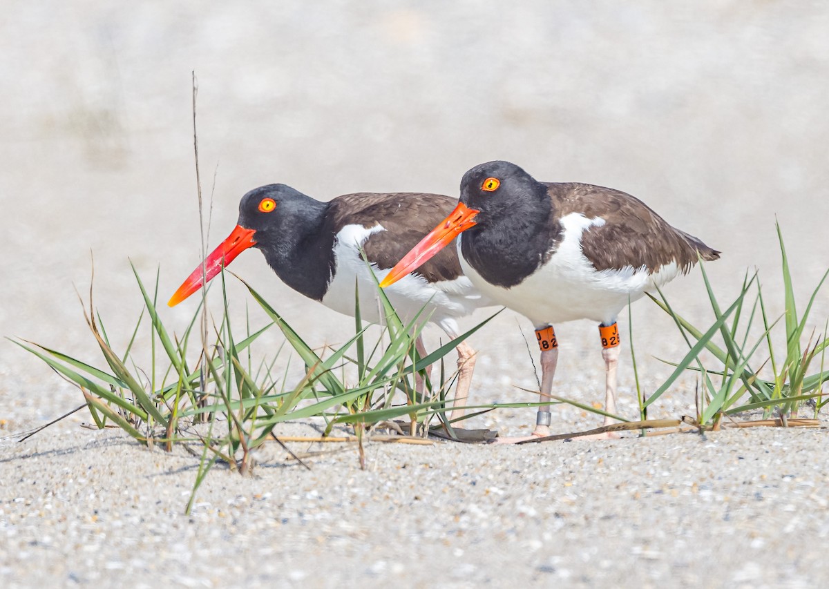 American Oystercatcher - Mike Murphy