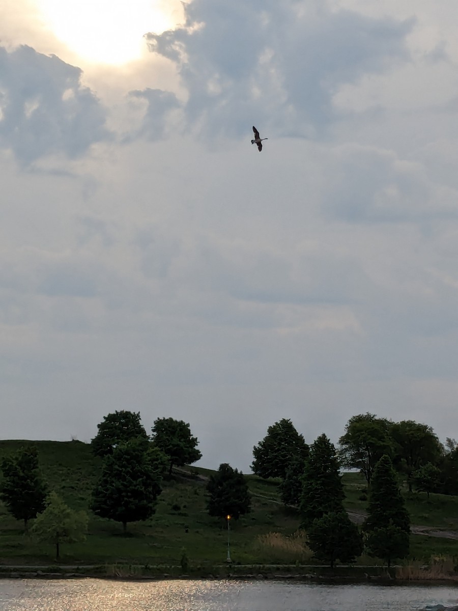 Canada Goose - Raymond Belhumeur