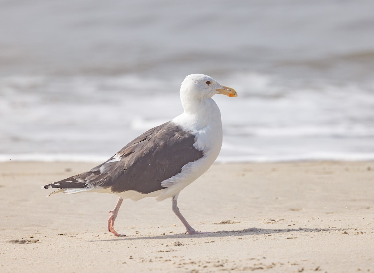 Great Black-backed Gull - Mike Murphy