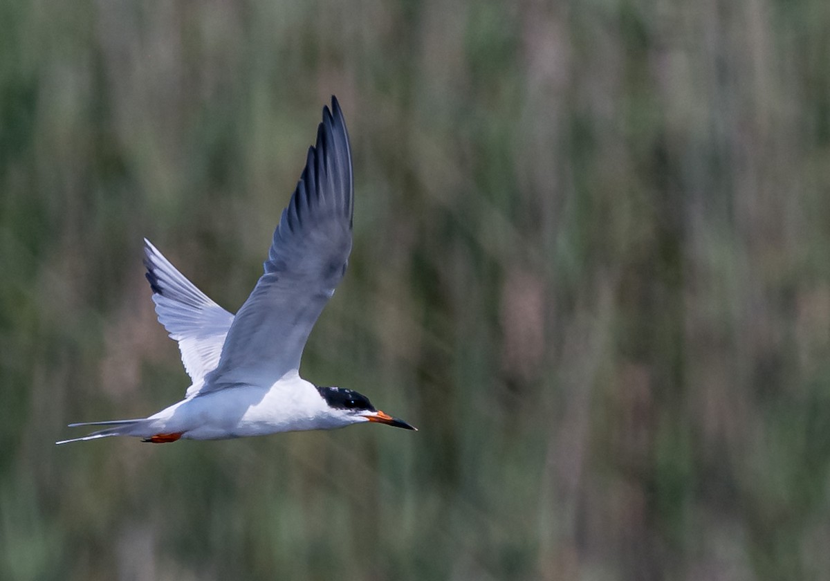 Forster's Tern - Mike Murphy