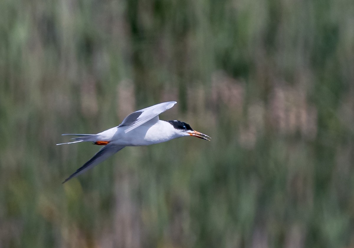 Forster's Tern - Mike Murphy