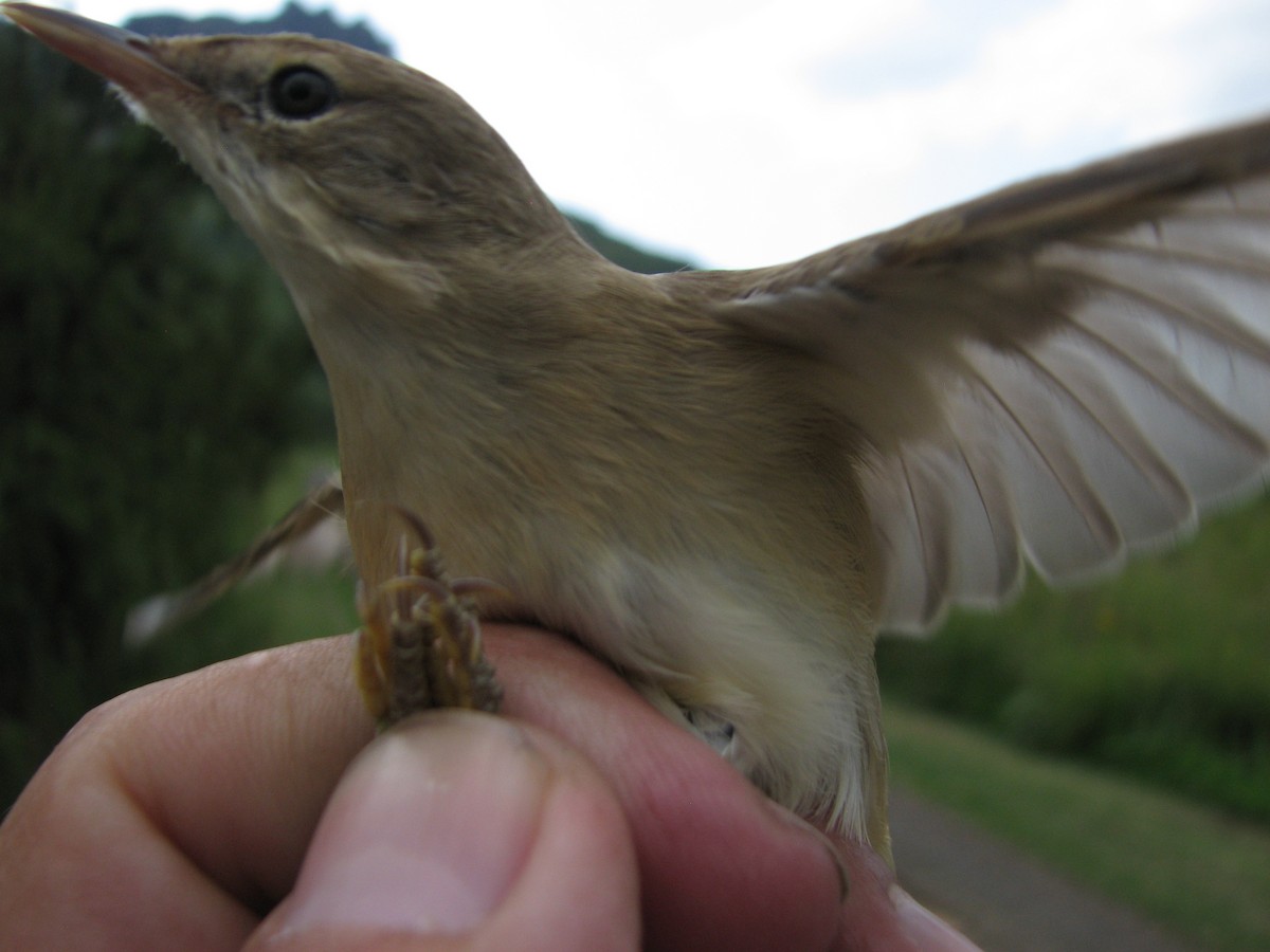 Marsh Warbler - Dawie de Swardt