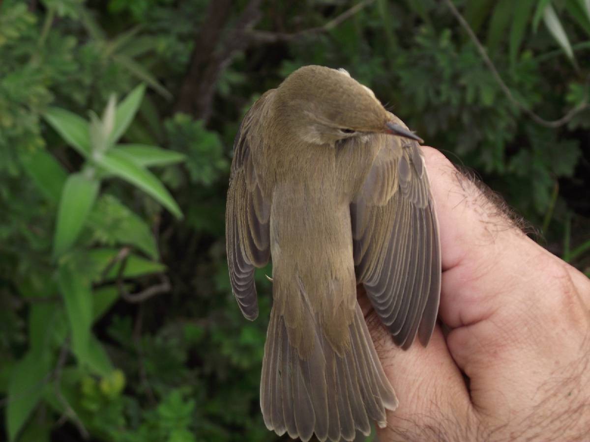 Marsh Warbler - Dawie de Swardt