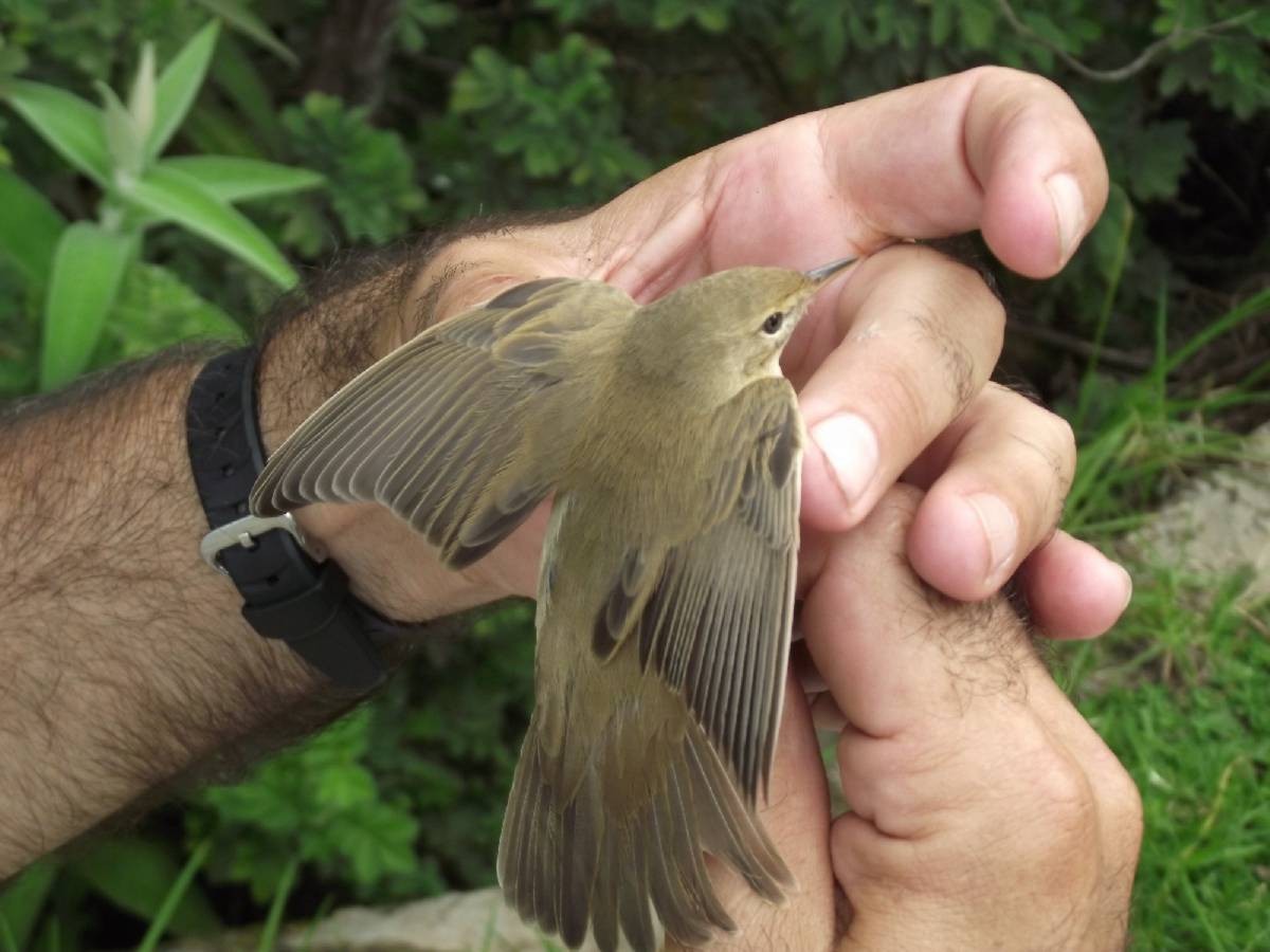 Marsh Warbler - Dawie de Swardt