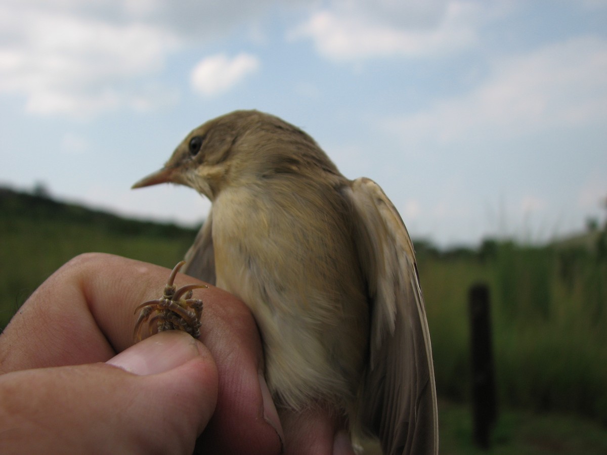 Marsh Warbler - Dawie de Swardt