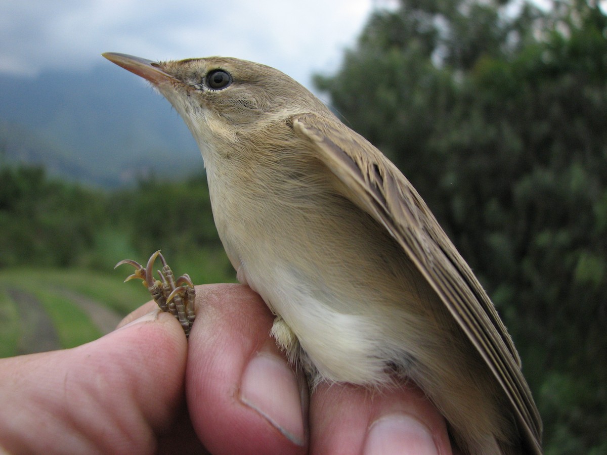 Marsh Warbler - Dawie de Swardt